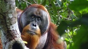 Tierwelt: Studie: Orang-Utan heilt Wunde aktiv mit einer Pflanze