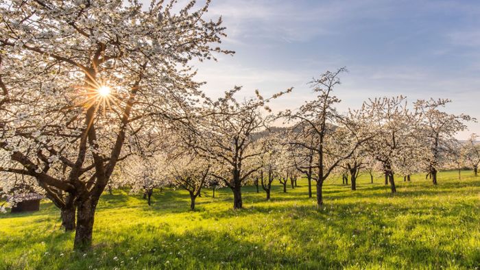 Highlight für Touristen: Kirschblüte in der Fränkischen Schweiz beginnt