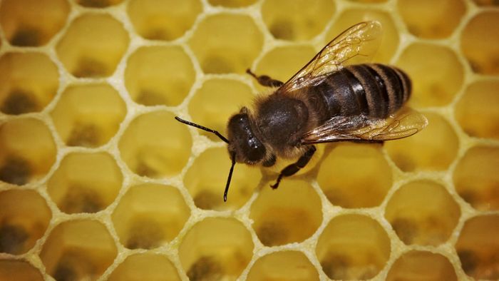 Creußen: Bienenkrankheit ausgebrochen