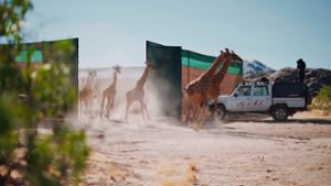Naturschutz: 13 Giraffen von Namibia nach Angola umgesiedelt