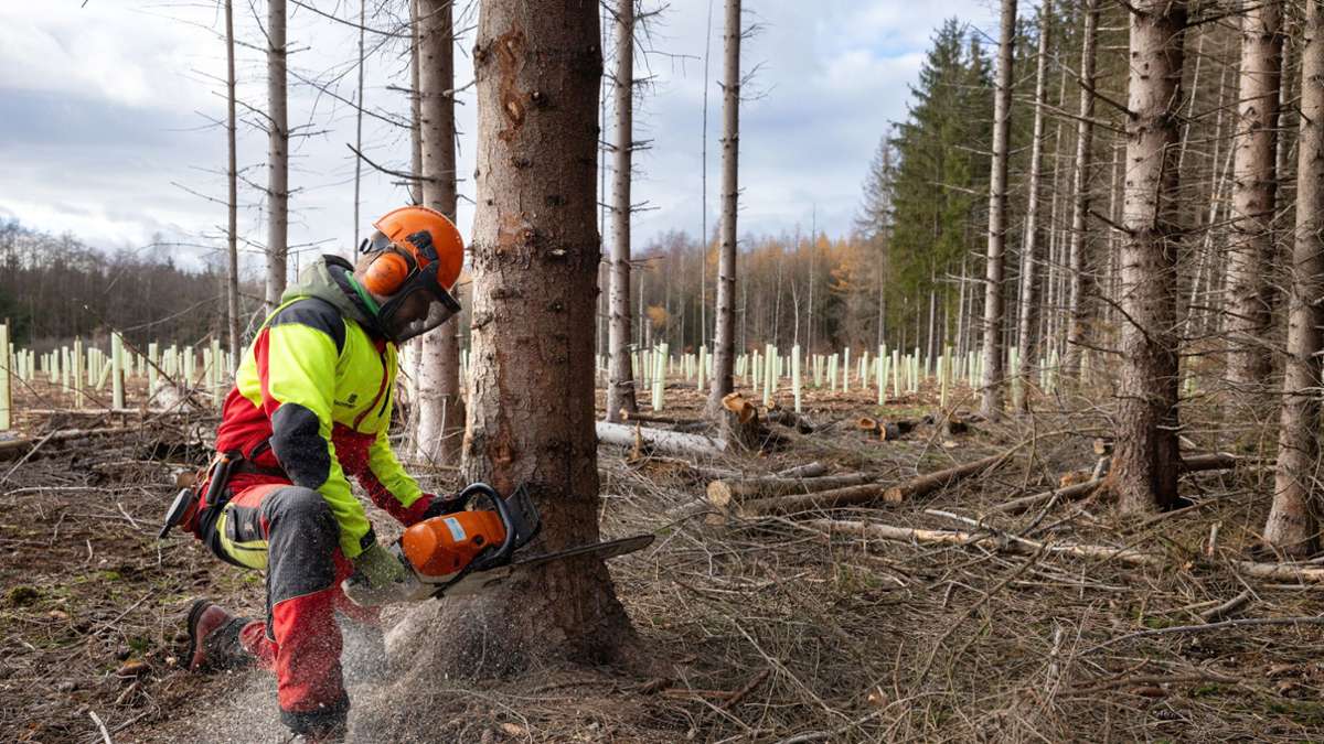Oberfranken: Wie es den Wäldern besser gehen soll