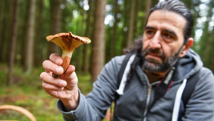 Pilztour im Wald: Auf zum „Schwammern“