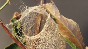 Spinnennetze wie Hummerfangkörbe