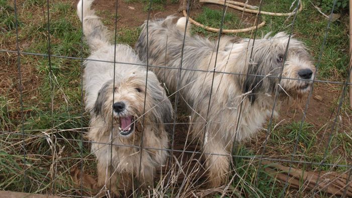 Vorerst keine neuen Halter für verwahrloste Hunde aus Plech
