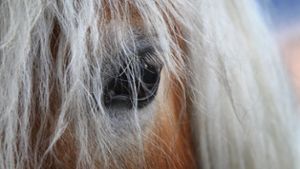 Tierquälerei: Pferd stirbt an Schnittwunden