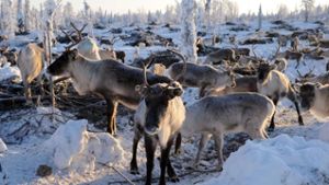 Wilderer erschießen mehr als 1000 Rentiere in Sibirien
