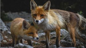 Tragisches Ende für Fuchs-Babys