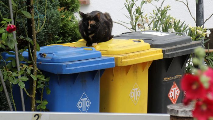 Mülltrennung: In welchen Müll gehört’s?