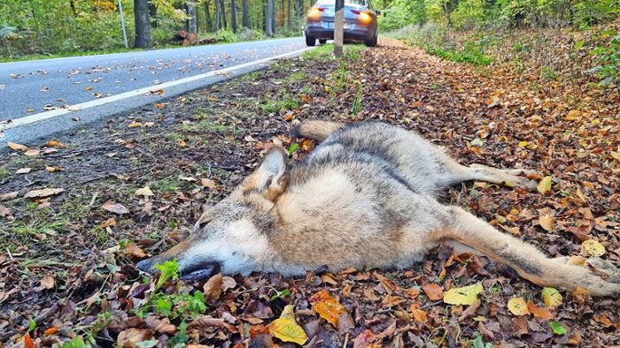 Landkreis Bayreuth: Zwei tote Wölfe innerhalb kürzester Zeit