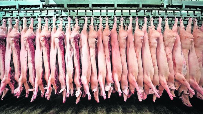 Bauern kritisieren Vion: Schweinepreise runter, Fleischpreise rauf