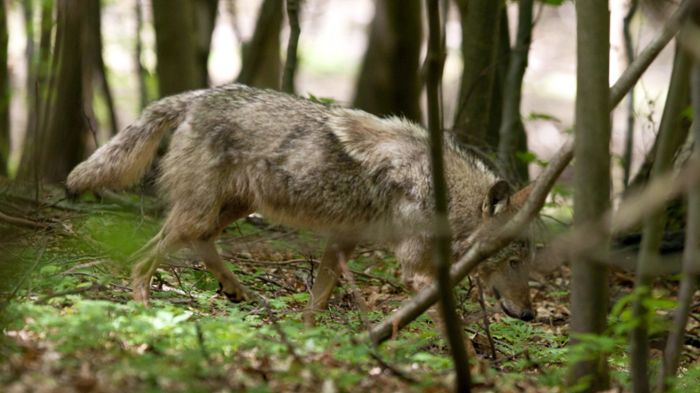 Wolf im Kreis Starnberg gesehen