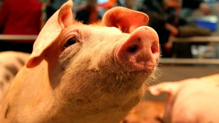 Schweinetod: Noch offene Fragen
