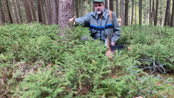 Creußen: Wald retten: Er hilft Eiche & Co gegen die Fichte