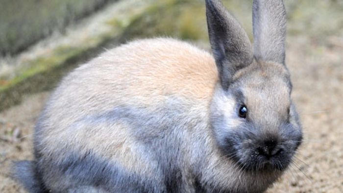 Eltern empört: Kaninchen im Unterricht geschlachtet