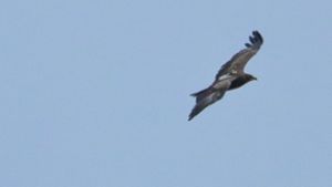 Ein Adler fliegt über Bayreuth