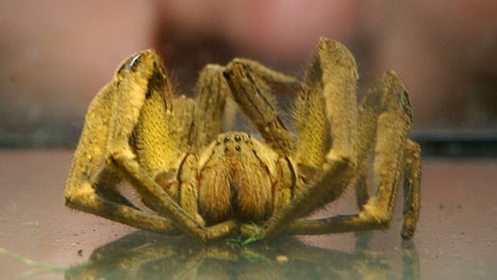Exotische Spinne legt Einkaufsmarkt lahm