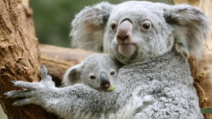 Nachwuchs bei den Koalas