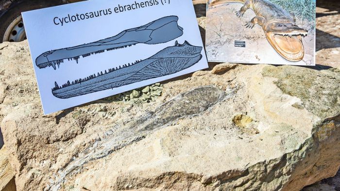 Sensation: Geologen legen Top-Jäger aus der Urzeit frei