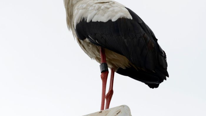 Zugvögel in Bindlach: Familie Storch bereitet vielen Freude