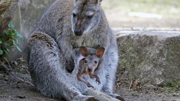 Das sind die Känguru-Babys vom Röhrensee