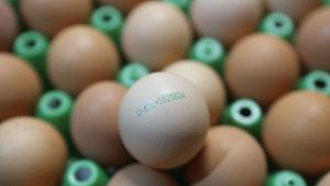Ein rohes Ei und 8000 Euro Schaden