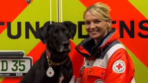 Rettungshund: Toto schnüffelt nach Vermissten