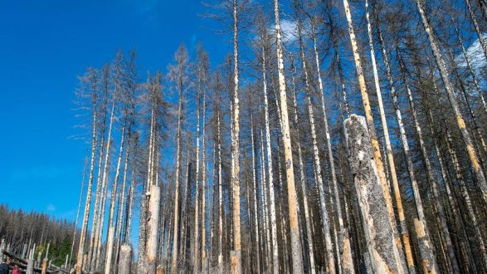 Staatliche Millionen sollen Wald gegen Klimawandel wappnen