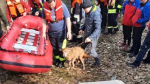 Großaufgebot bei Selb : Feuerwehr rettet Hund vor dem Ertrinken