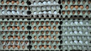 Eier aus Bayern verursachten europaweiten Salmonellen-Ausbruch
