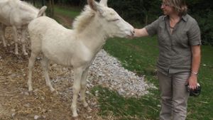 Bayreuth: Weißes Eselfohlen Richard entwickelt sich prächtig