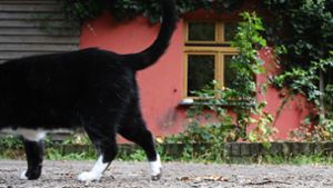 Katzen geköpft - Polizei ermittelt wegen Straftat