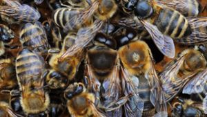 Bienenschwarm sorgt für Aufregung in der Richard-Wagner-Straße