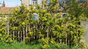 Bildergalerie: Sommerliche Frühlingstage im Bayreuther Land