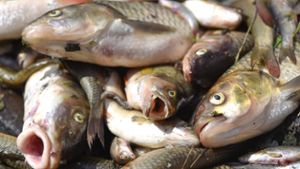 Ursache für Fischsterben ermittelt
