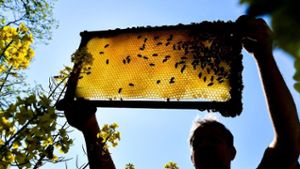 Jedes siebte heimische Bienenvolk stirbt im Winter