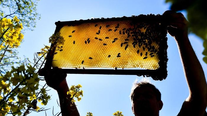 Jedes siebte heimische Bienenvolk stirbt im Winter