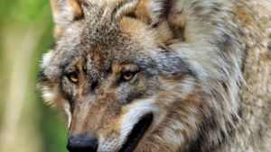 Toter Wolf aus Schluchsee geborgen