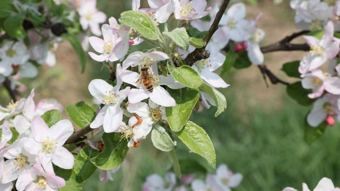 Verband: Starke Frostschäden im Obstbau, Hoffnung bei Äpfeln
