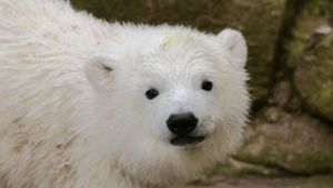 Eisbärbaby im Tiergarten vermutlich tot