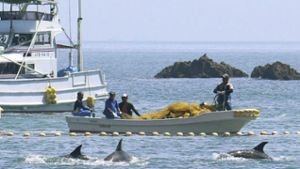 Japan macht wieder Jagd auf Delfine