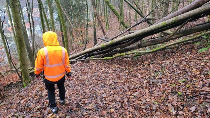 Abholzaktion: Bad Berneck lässt kranke Bäume fällen