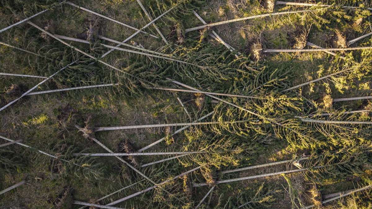In der Region: Käfer hat Waldbesitzer fest im Griff