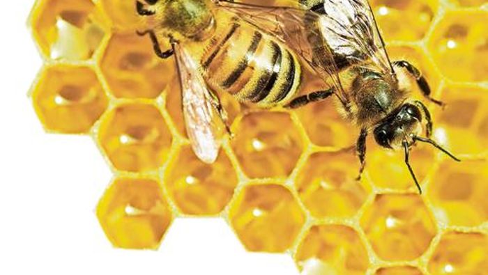 Bienen kämpfen ums Überleben