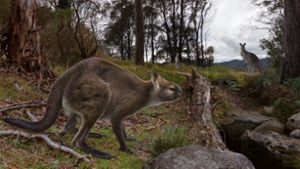 Fossilienfund in Australien: Das Riesenkänguru, das nicht hüpfte