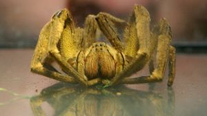 Exotische Spinne legt Einkaufsmarkt weiter lahm