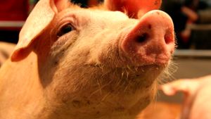 Schweinetod: Noch offene Fragen