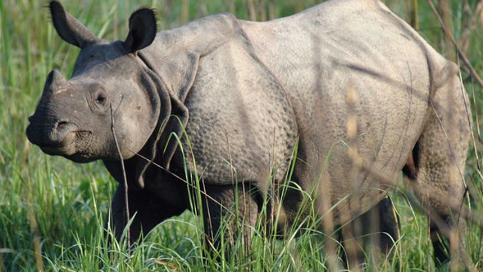 Nashorn bei Paarung umgekommen