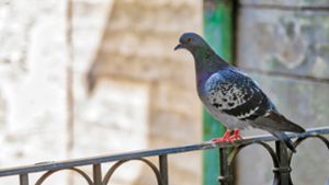 Tauben vertreiben – mit sanften Mitteln