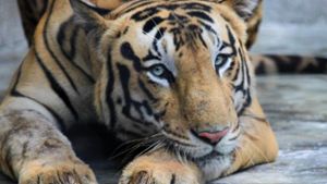 Zahl der Tiger in Indien auf knapp 3000 gestiegen
