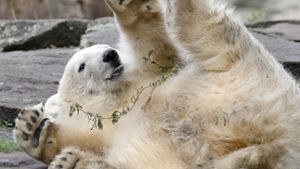 Forscher lösen Rätsel um Tod des Eisbären Knut